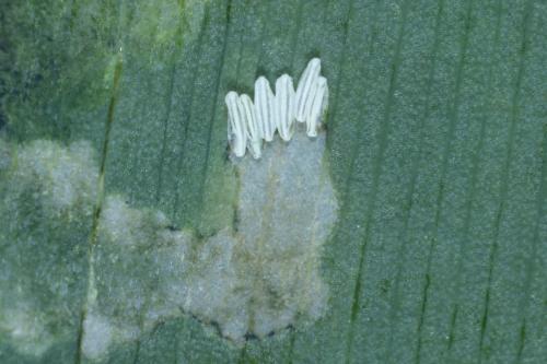 Réf. 283 273 : Parallelomma sp.